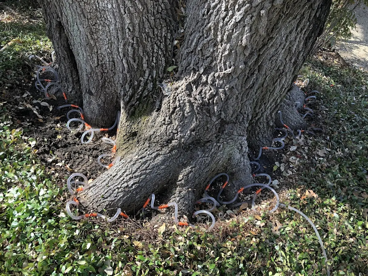 Detailed Tree Cabling and Bracing job site in Temple Hills