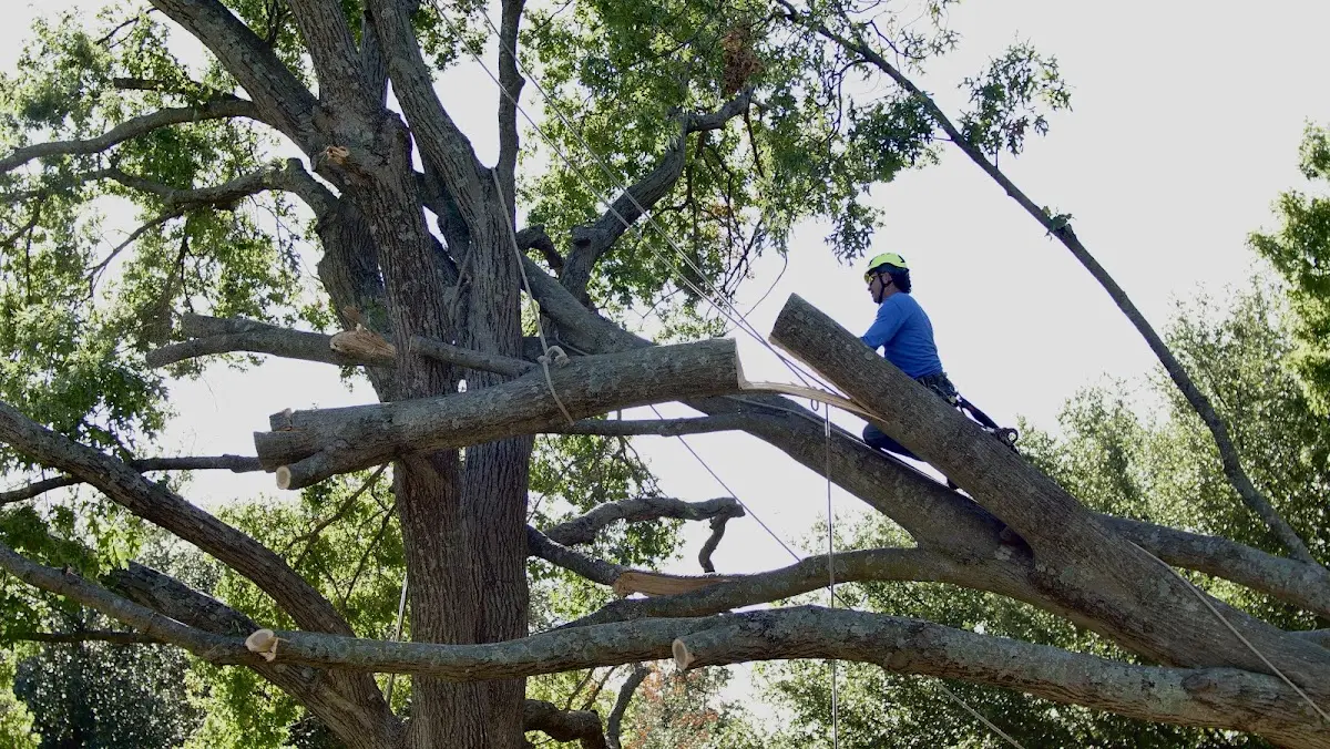 Professional Crown Thinning performed by certified arborists in Temple Hills