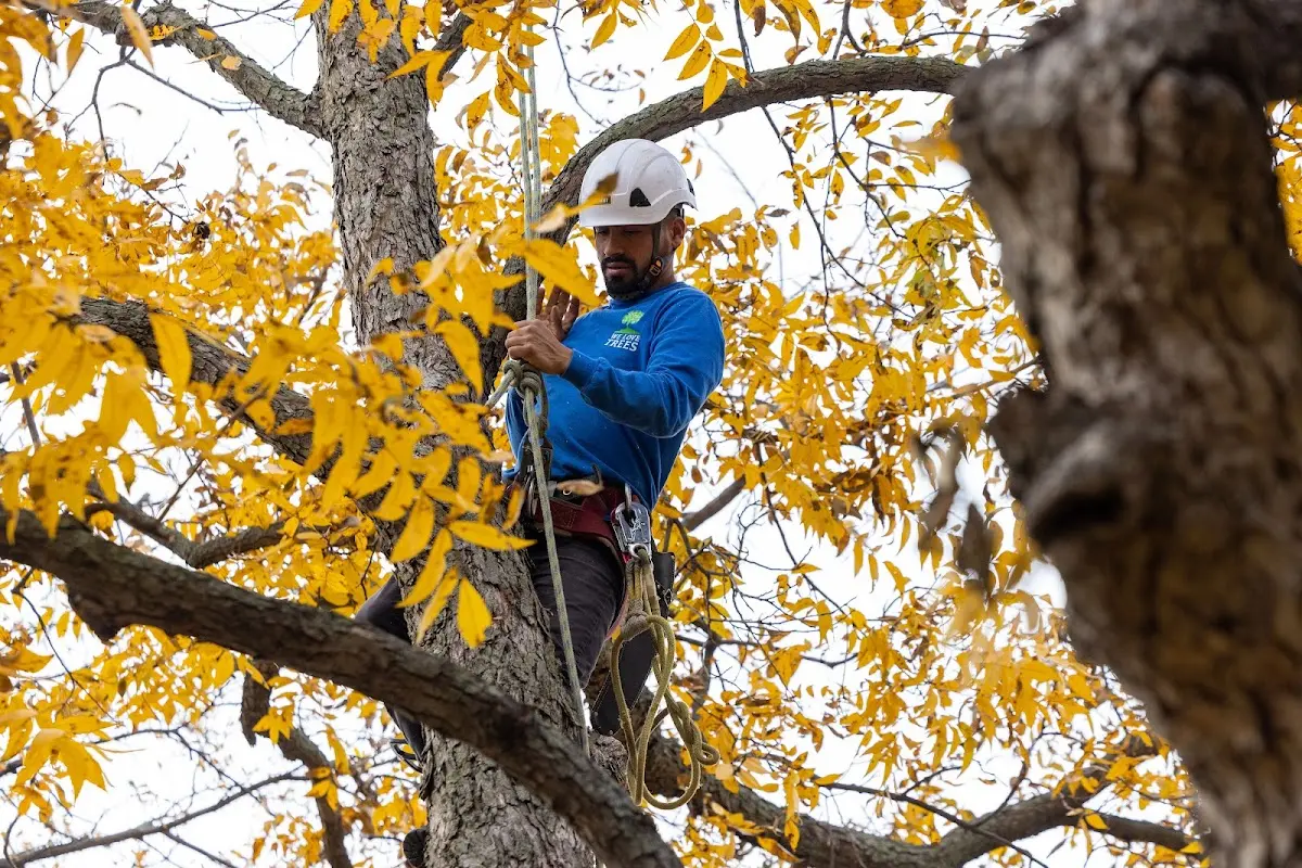 Skilled Tree Planing crew working in Temple Hills